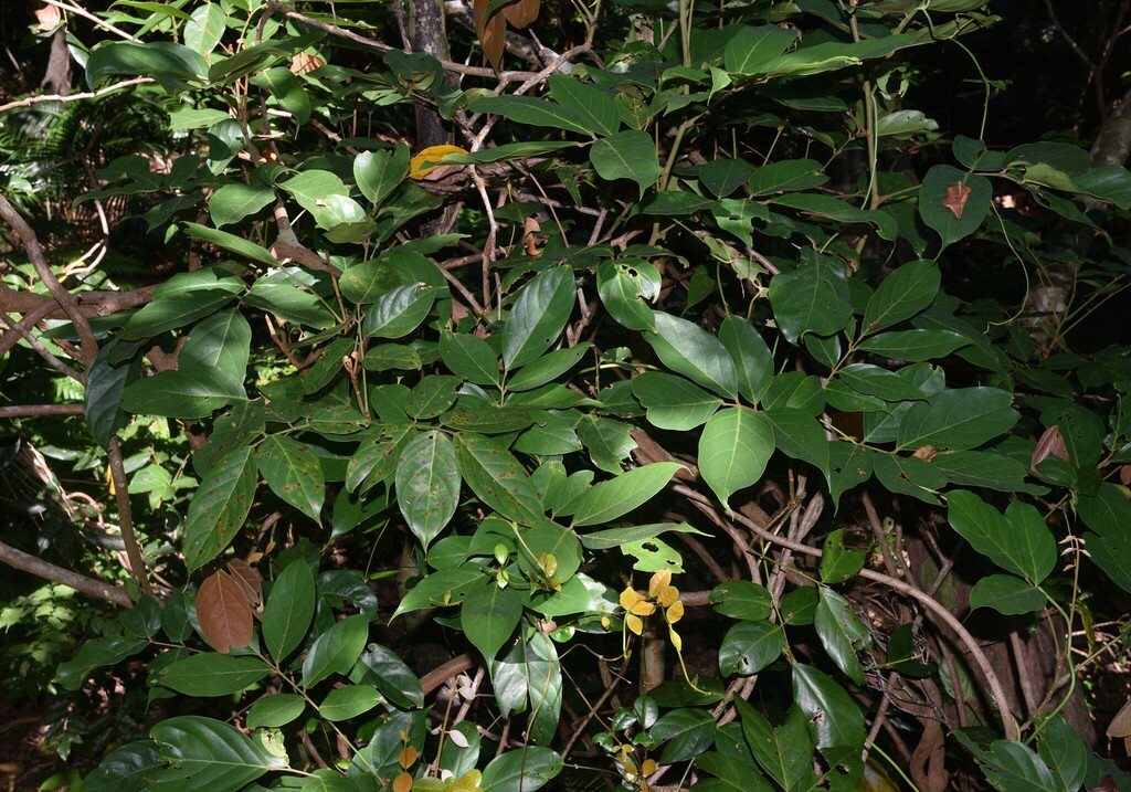 Connarus subinaequifolius