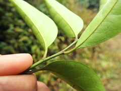 Glycosmis macrocarpa