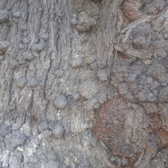 Casuarinaceae