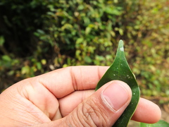 Glycosmis macrocarpa