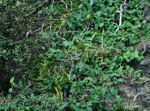 Vanda lamellata iNat (1)