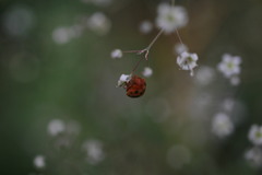 Subcoccinella vigintiquatuorpunctata