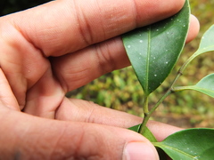 Glycosmis macrocarpa