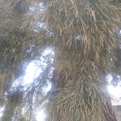 Casuarinaceae