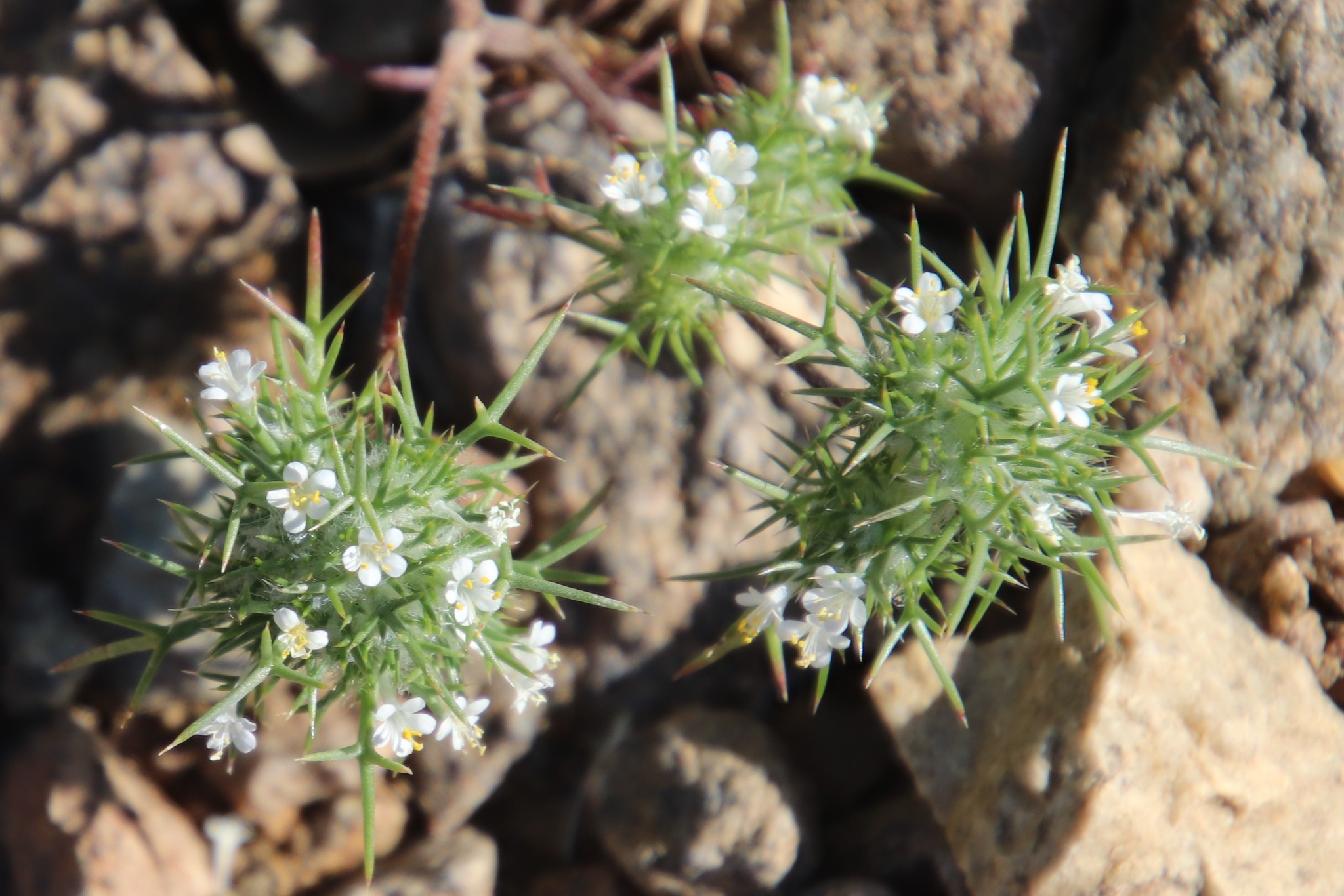 Navarretia intertexta ssp. propinqua