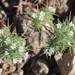 Great Basin Navarretia - Photo (c) Millie Basden, some rights reserved (CC BY), uploaded by Millie Basden