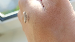 Yponomeuta evonymella