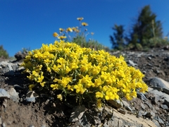 Physaria pulvinata