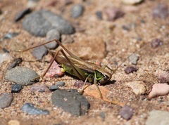 Roeseliana roeselii