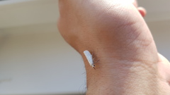 Yponomeuta evonymella