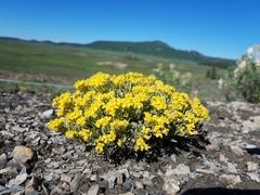 Physaria pulvinata