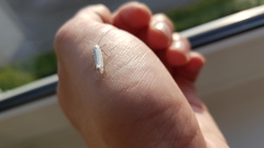 Yponomeuta evonymella