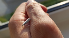 Yponomeuta evonymella