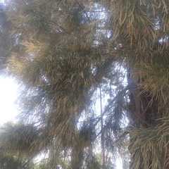 Casuarinaceae