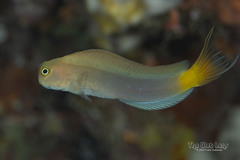 Black Combtooth Blenny photo 2
