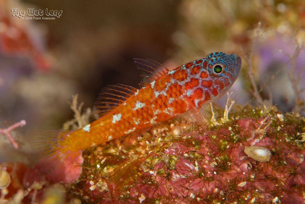 Lantana Dwarf-Goby