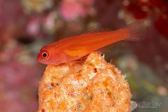 Redface Dwarfgoby photo 5