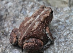 Anaxyrus americanus