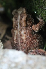 Anaxyrus americanus