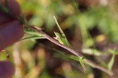 Castilleja minor stenantha