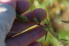 Castilleja minor stenantha
