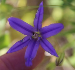Brodiaea terrestris kernensis