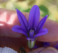 Brodiaea terrestris kernensis