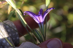 Brodiaea terrestris kernensis