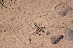 Chloealtis conspersa