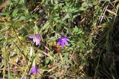 Brodiaea terrestris kernensis