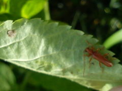 Axinopalpis gracilis