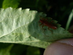 Axinopalpis gracilis