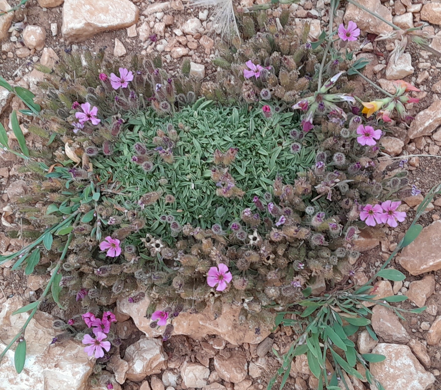 Saponaria pumilio
