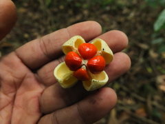Euonymus grandiflorus, photograph Siddarth Machado, CC BY, iNaturalist via GBIF