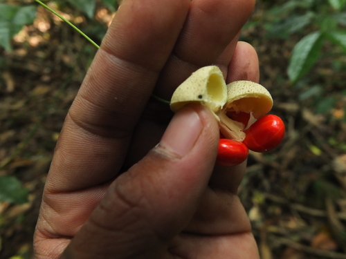Euonymus grandiflorus, photograph 3