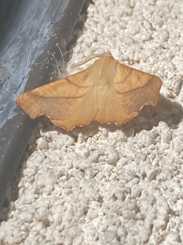 Ennomos fuscantaria