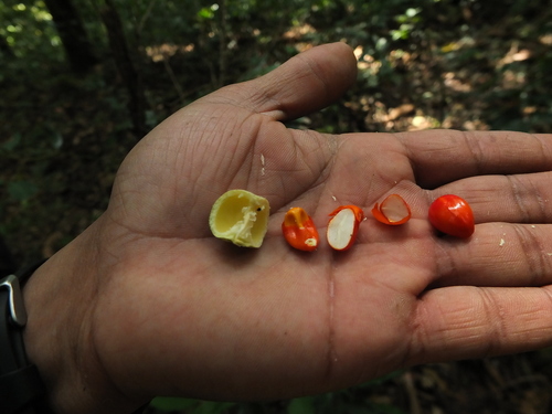 Euonymus grandiflorus, photograph 4