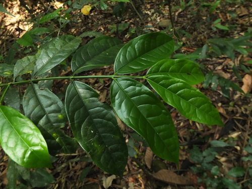 Euonymus grandiflorus, photograph 5