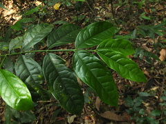 Euonymus grandiflorus, photograph Siddarth Machado, CC BY, iNaturalist via GBIF
