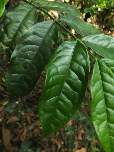 Euonymus grandiflorus, photograph 6