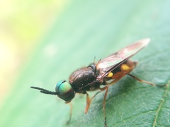 Euparyphus