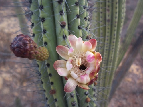 organ pipe cactus