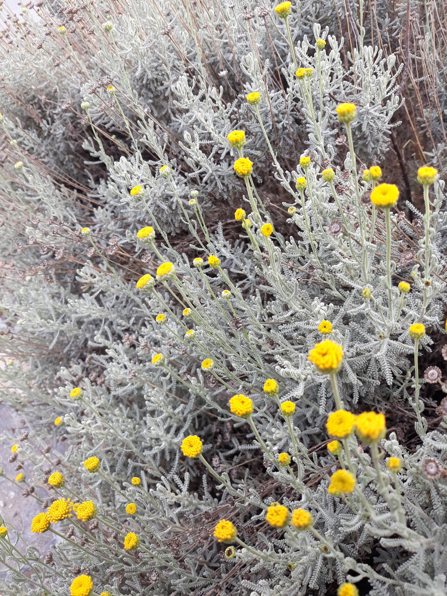 Santolina Africana (Santolina africana)