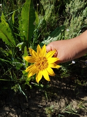 Wyethia amplexicaulis