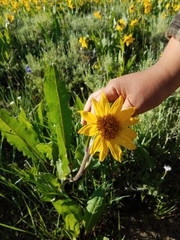 Wyethia amplexicaulis