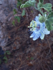 Passiflora arida