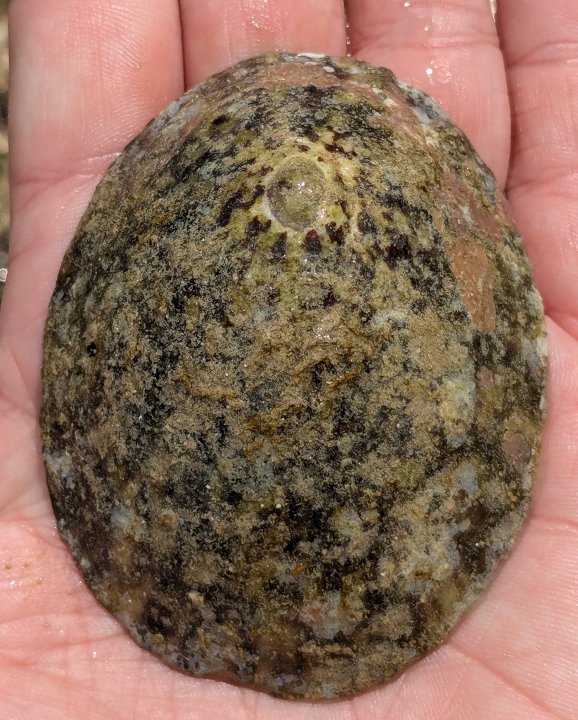 Turtle Limpet