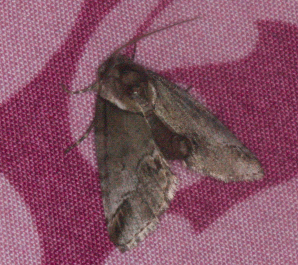 Small Baileya