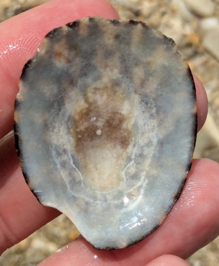 Turtle Limpet