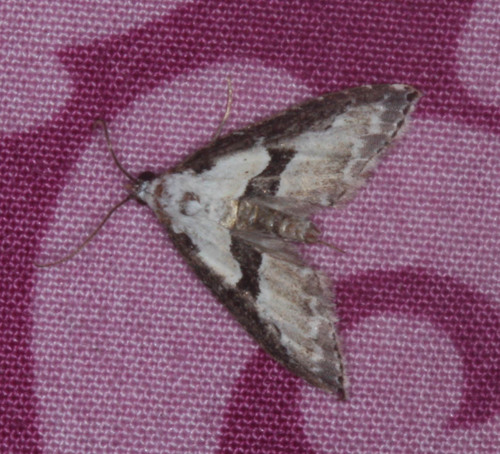 Nigetia formosalis